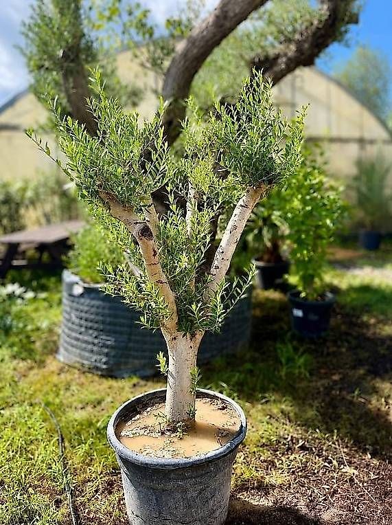 Piante & sementi: Olivenbaum "winterhart" – Nuovo e nell'imballaggio originale da Zuckenriet venduto da Thur_Plant