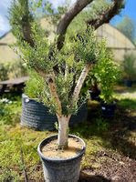 Olivenbaum "winterhart"