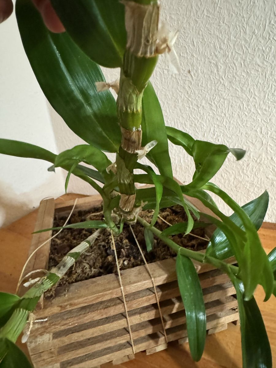 Piante & sementi: Dendrobium – Usato da Männedorf venduto da mrclst 7