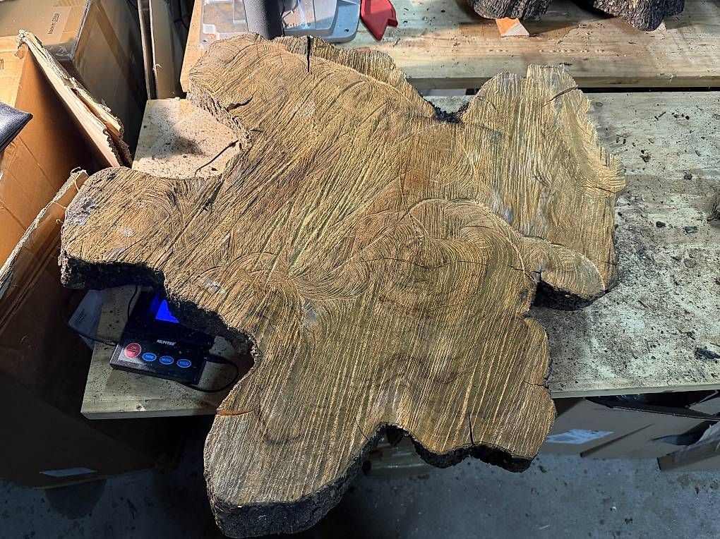 Articoli in legno: Olivenholz Wurzelscheibe W4 – Usato da Buus venduto da macipioji 1
