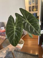 Alocasia Pink Dragon Mutterpflanze