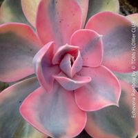 Echeveria ‘Rainbow’ mit Pastell Rosetten - super schön!