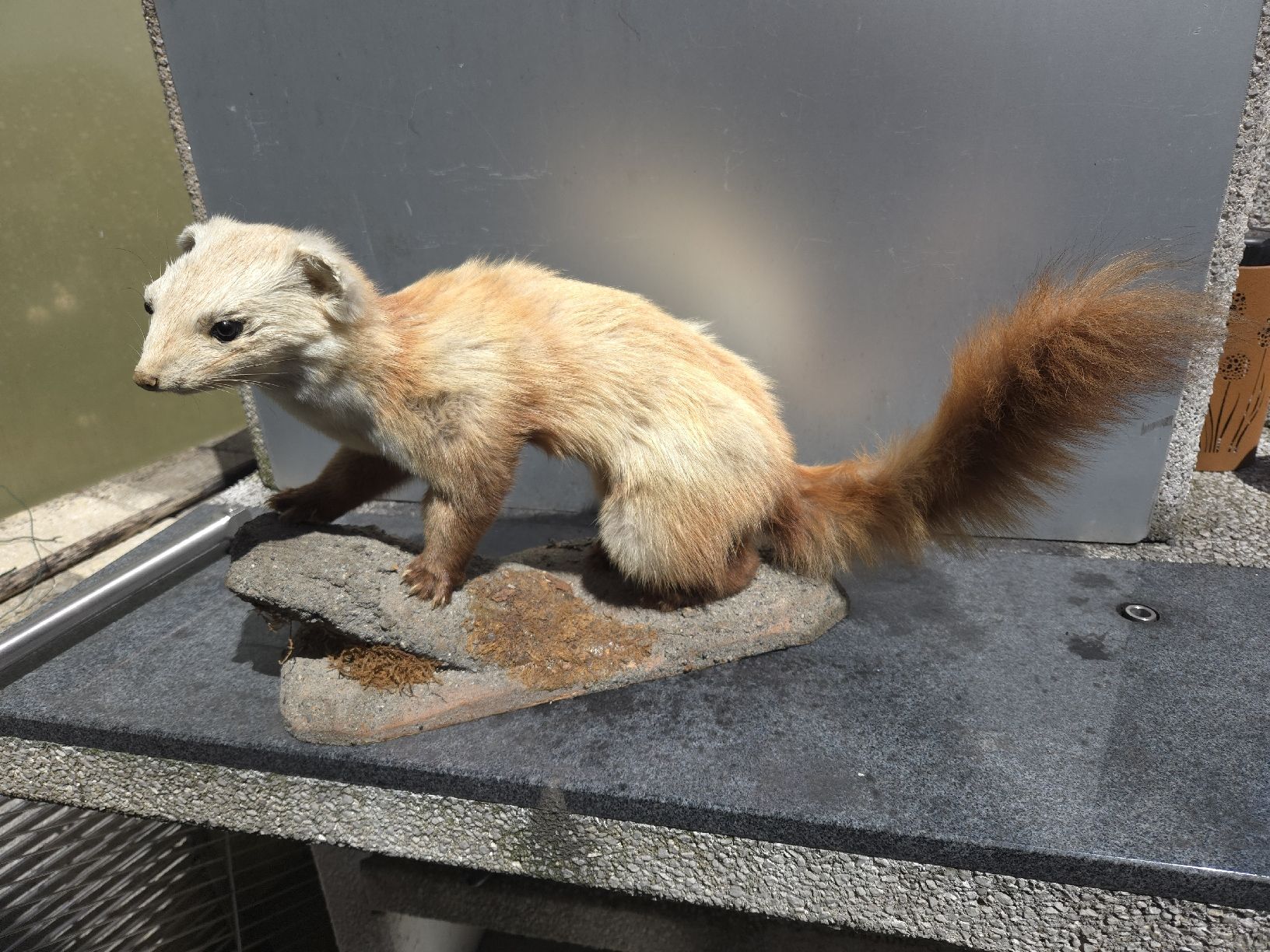 Il mondo degli animali: Tierpräparat Marder oder Wiesel – Usato da Oberglatt ZH venduto da albarpitsch
