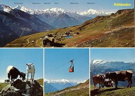 FIESCH Kühboden - Lufseilbahn - Kühe - Ziegen