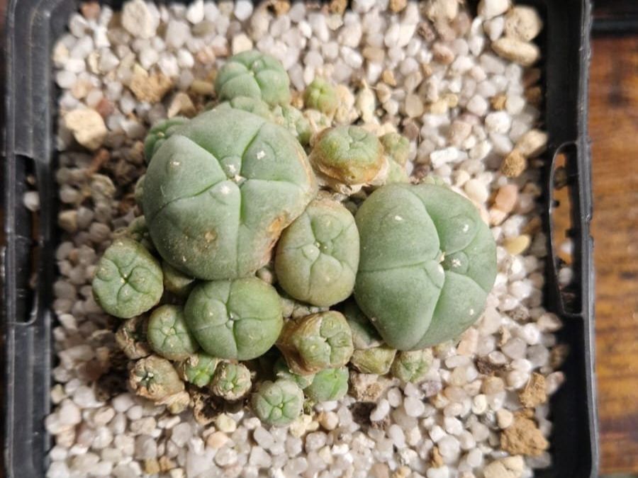 Pflanzen & Samen: Lophophora Sp. var. Caespitosa, 6cm Ø – Gebraucht aus Zürich von LophiMaster