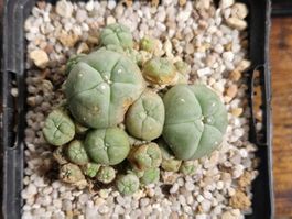 Lophophora Sp. var. Caespitosa, 6cm Ø