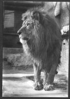 Zoologischer Garten Zürich Löwe