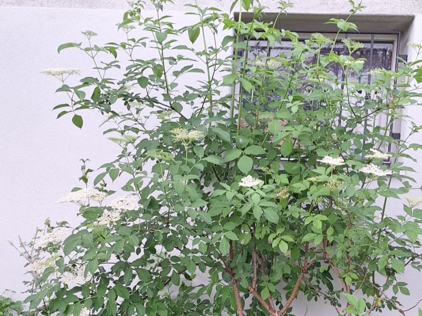 Piante & sementi: Holunder Baum mit Wurzeln – Usato da Luzern venduto da silber_raritaeten 1