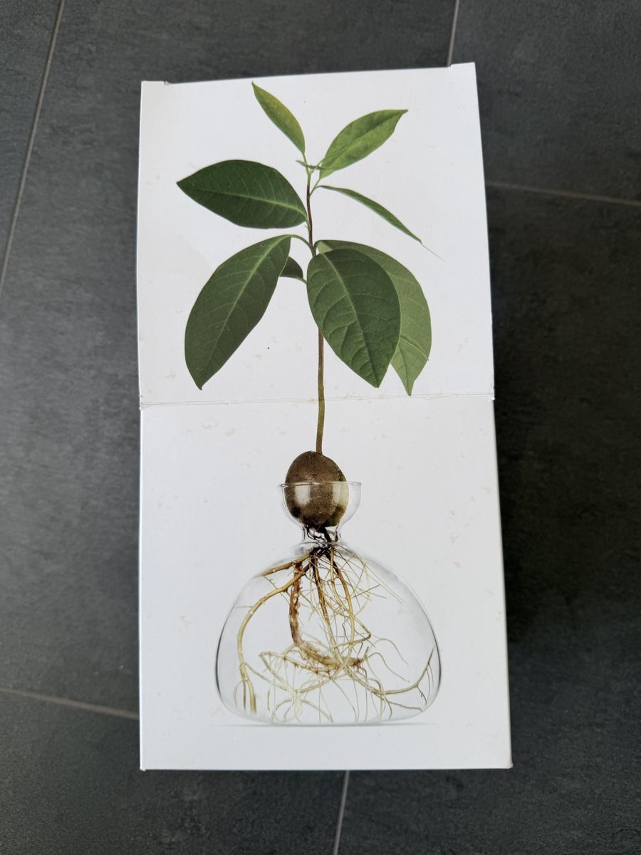 Vasen & Gefässe: Avocado Vase – Gebraucht aus Tägerwilen von Cessna98