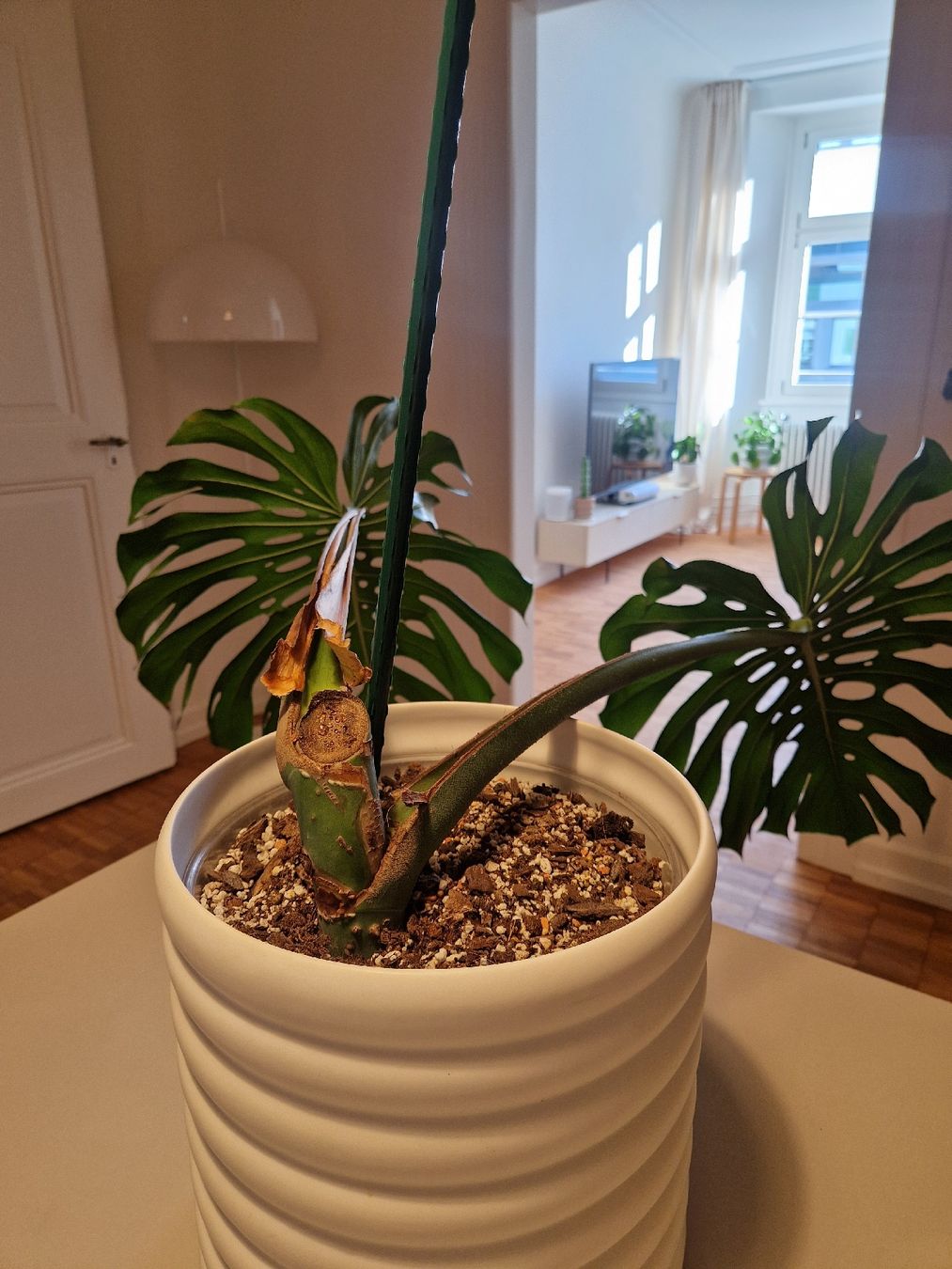 Pflanzen & Samen: Monstera Deliciosa Pflanze Large Form – Gebraucht aus Basel von Musawida 2