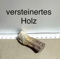 versteinertes HOLZ  interessantes Sammlerstück        NATURE
