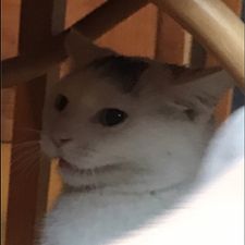 Profile image of BambusTM