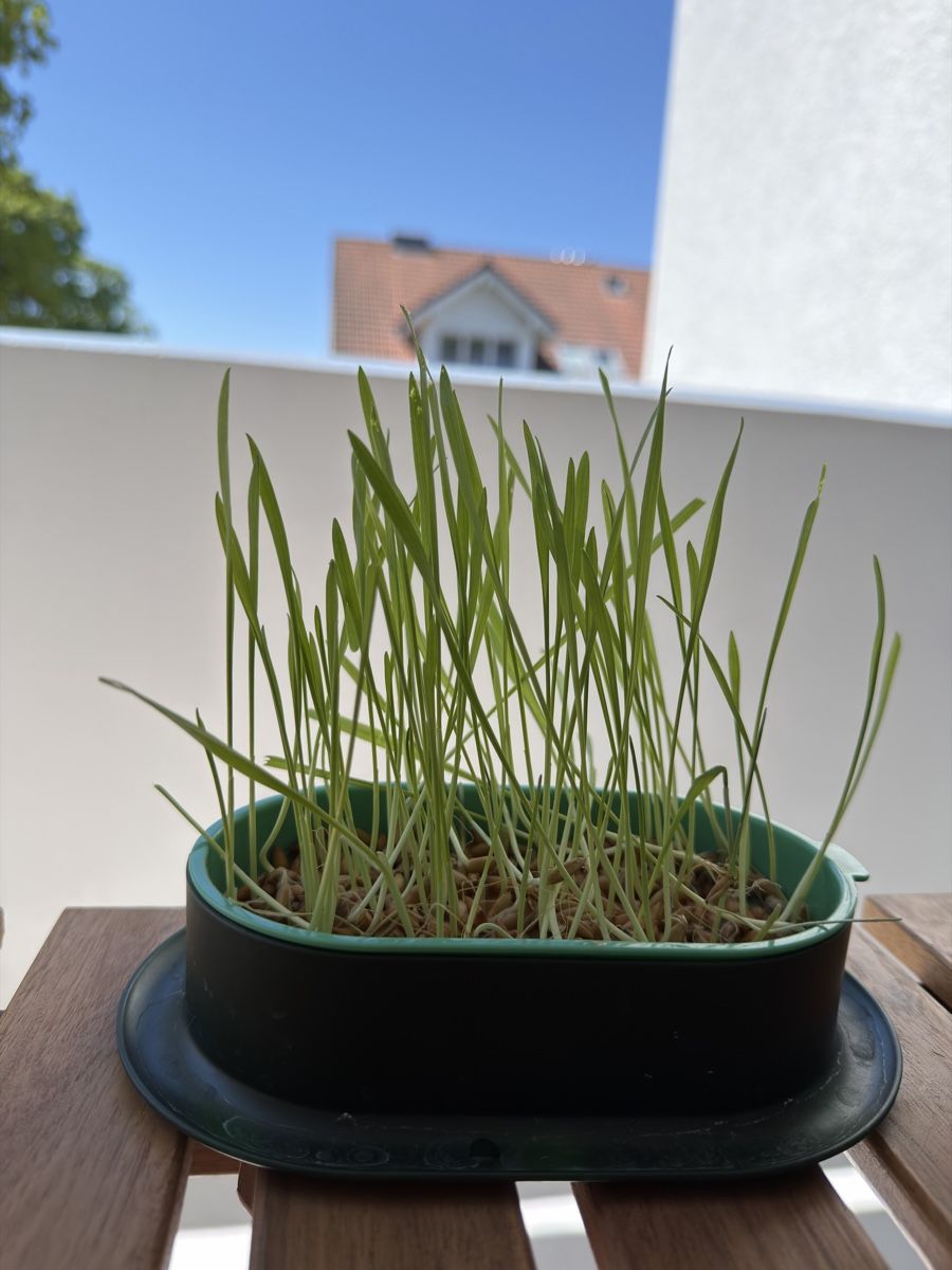 Growbox Altro: SubaPet Grass-Grow – Nuovo (secondo la descrizione) da Fehraltorf venduto da milady 1
