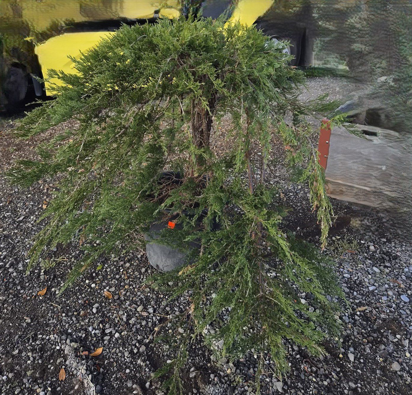 Piante & sementi: Juniperus ‘Mint Julep’ – Usato da Forch venduto da WeberC