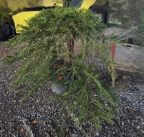 Juniperus ‘Mint Julep’