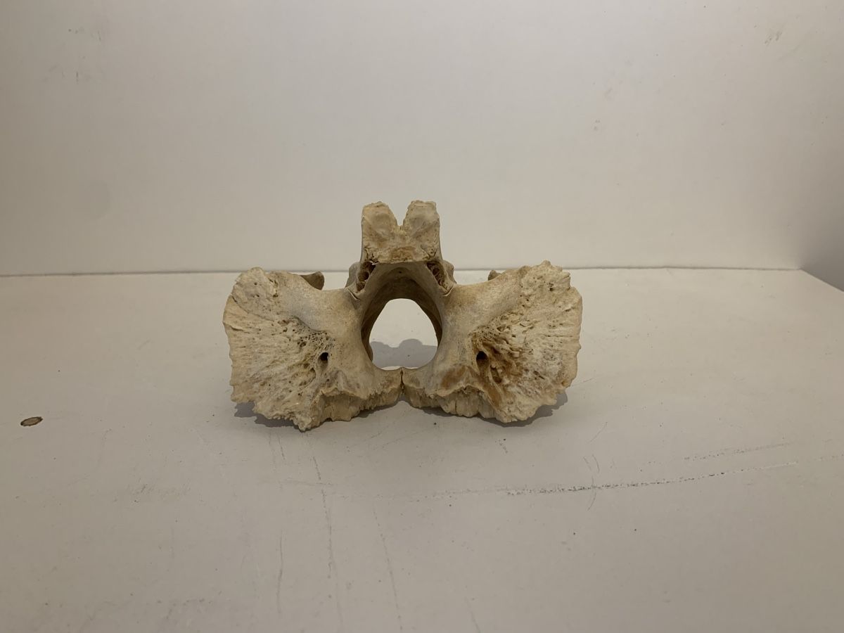 Sculture & Statue: Elch Rückenwirbel – Usato da Reinach BL venduto da noah_mith 3