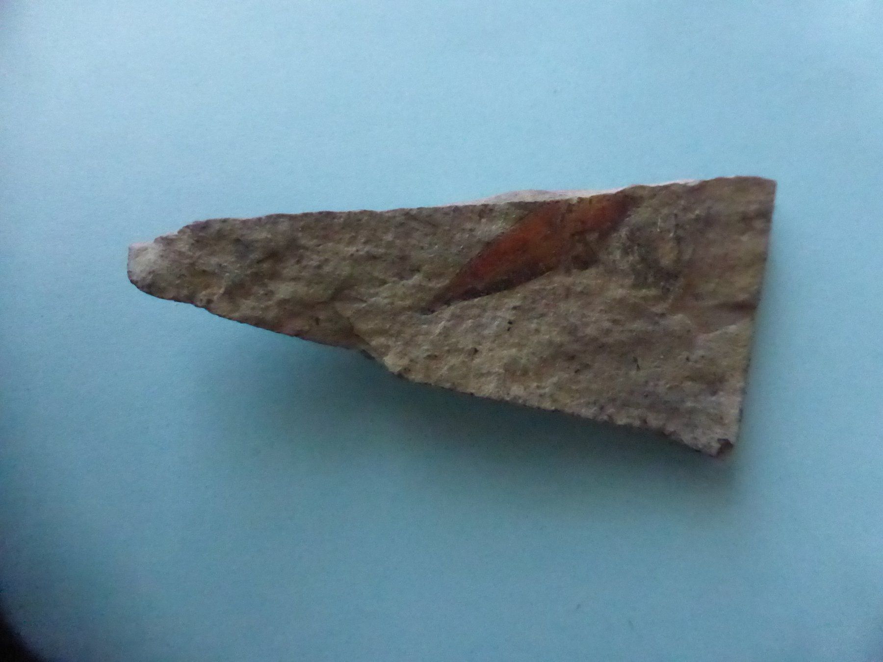 Fossilien: Versteinertes Zimtblatt – Gebraucht aus Triengen von Nussbaum14 2