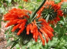 Queue de Lion, Wild Dagga, Leonotis 15g