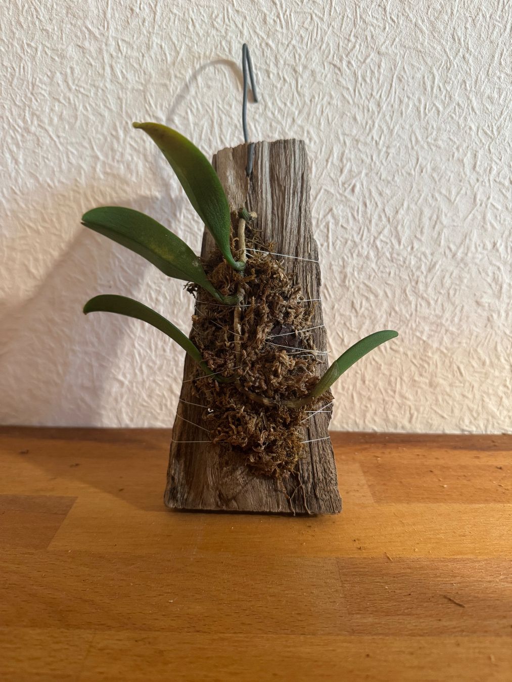 Piante & sementi: Bulbophyllum cheiri – Usato da Männedorf venduto da mrclst