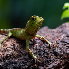 Profile image of FastLizard