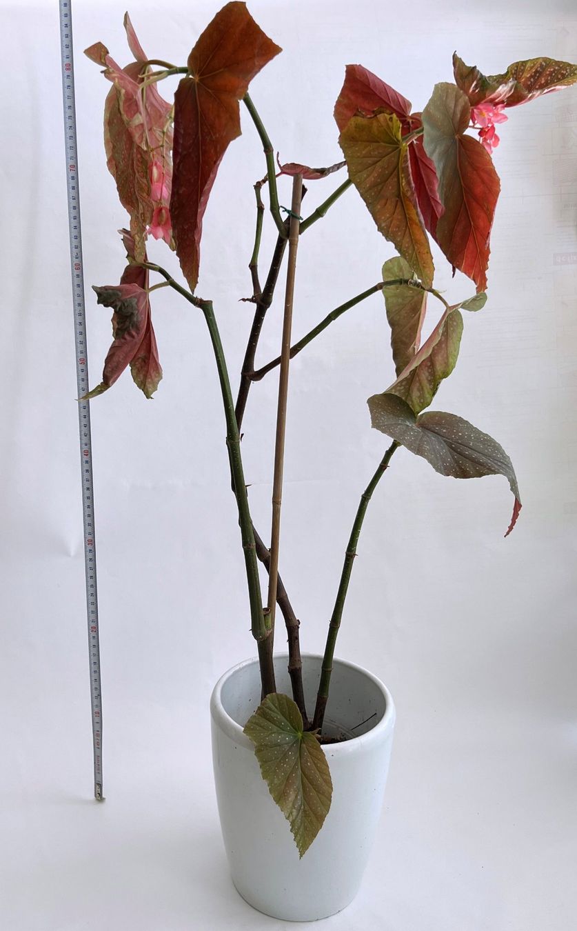 Pflanzen & Samen: BEGONIA***CORALLINA de LUCERNA***** – Neu (gemäss Beschreibung) aus Dübendorf von Orchid18 4