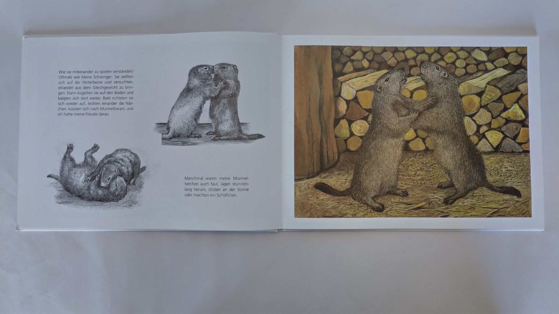 Libri: Peter Bergmann - Meine Murmeltier - Kinder / Bilderbuch – Usato da Bellach venduto da JingleJerry 5