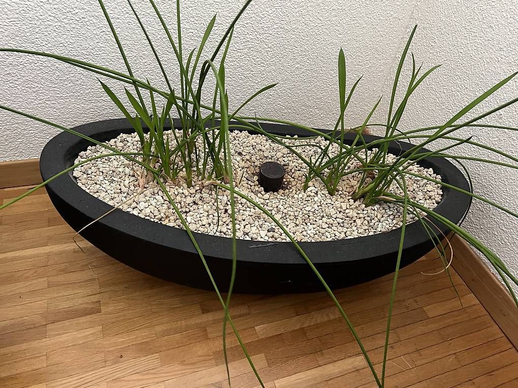 Vasi per fiori: Pflanze inkl. Pflanzentopf – Usato da Zürich venduto da RC_Walker21