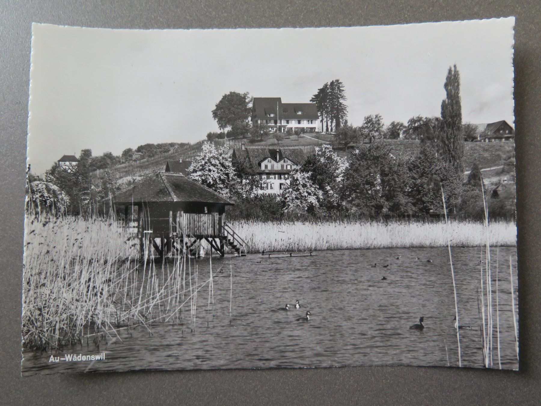Cartoline postali: AU-WÄDENSWIL - HALBINSEL AU – Usato da Wittenbach venduto da lipasal