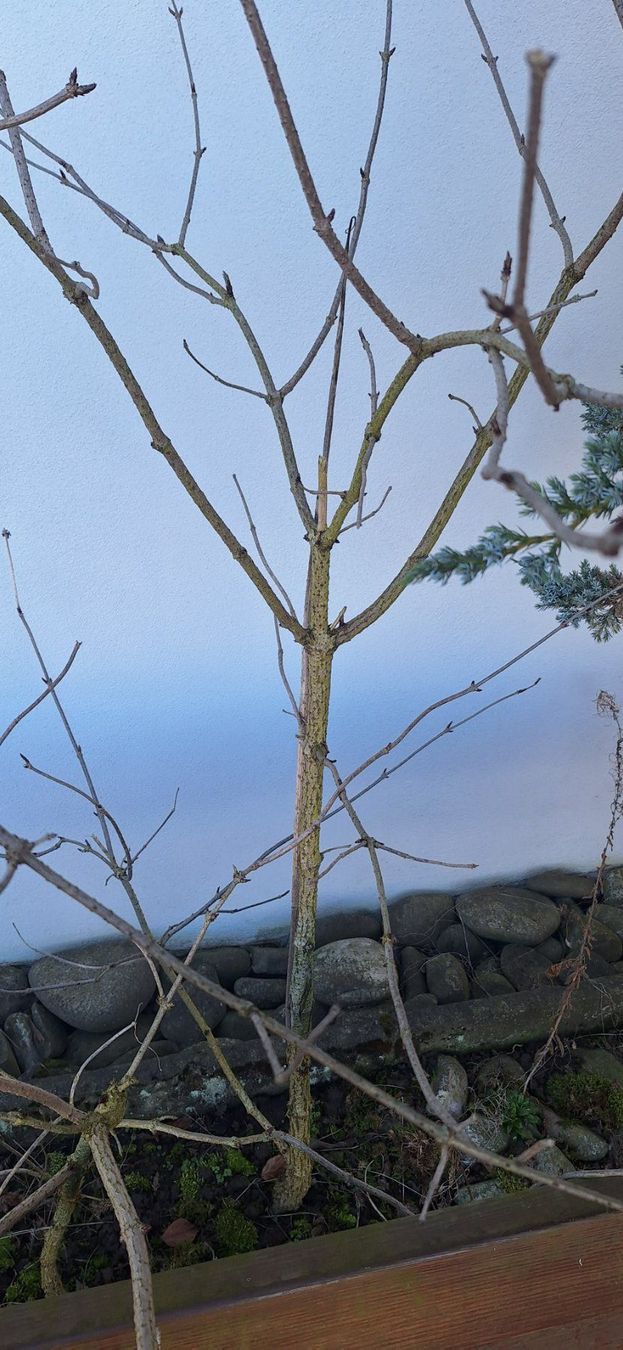 Piante & sementi: Holunder Baum mit Wurzeln – Usato da Luzern venduto da silber_raritaeten