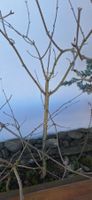 Holunder Baum mit Wurzeln