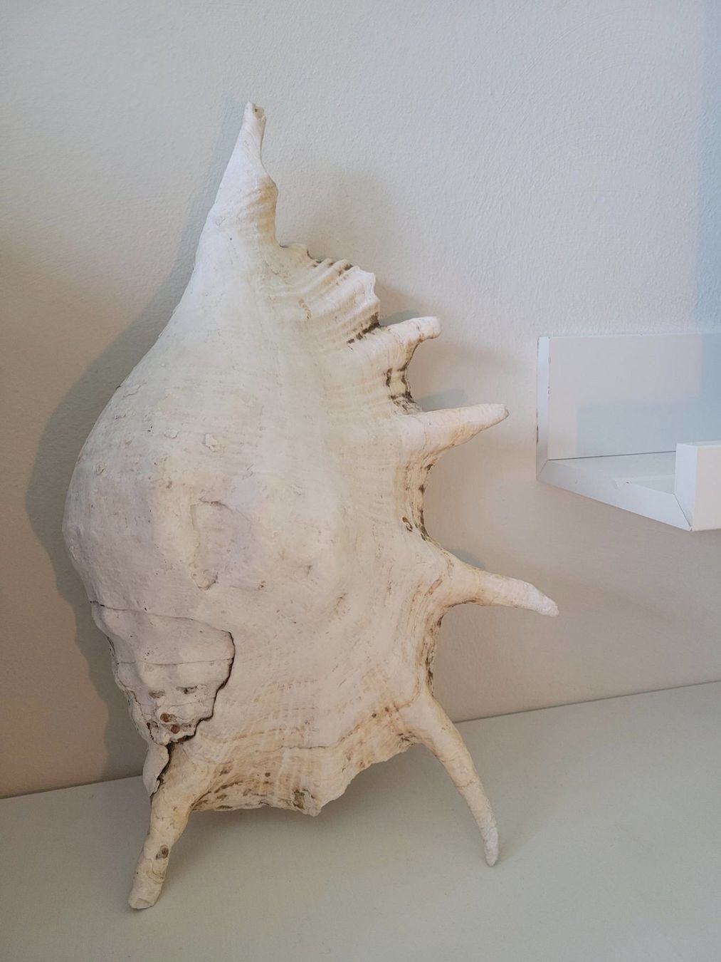 Fossili: Grosse Muschel | Sea Shell Large | Conch – Usato da Zürich venduto da HelloSunshine8048 3
