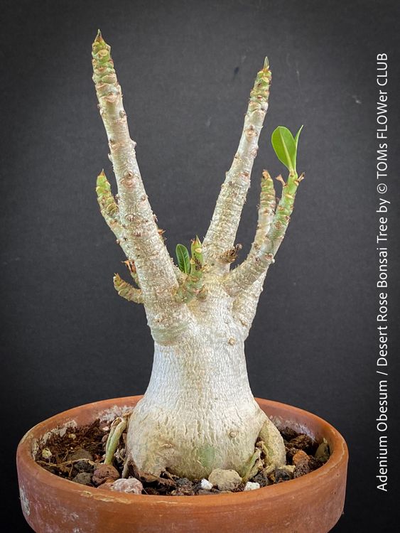 Wüstenrose Adenium Obesum Knolle - Winterharte Zimmerpflanze Als Bonsai