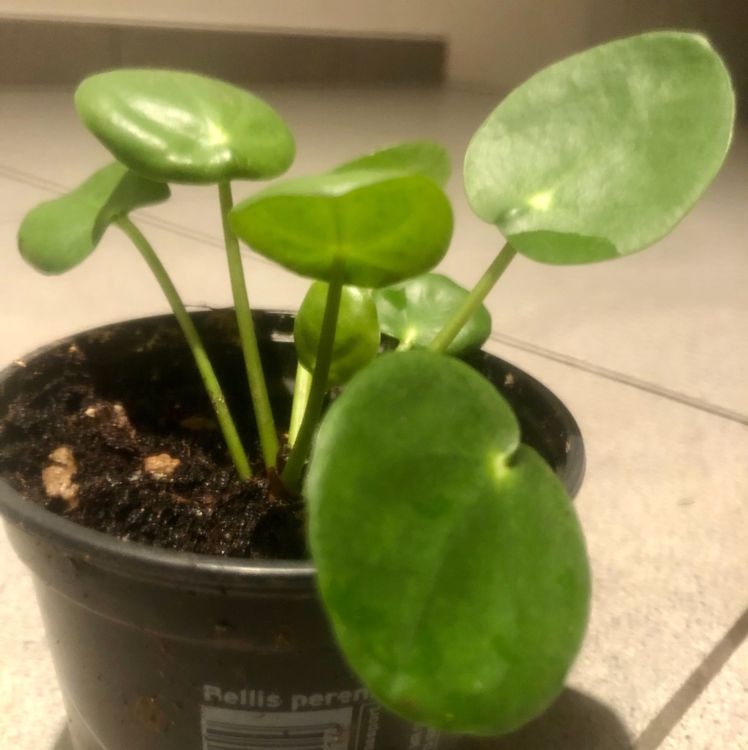 Zierpflanze Zimmer Pflanze 10 cm ↕️ “PILEA PEPEROMIOIDES” Kaufen auf