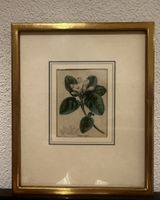 Orig. Kupferstich Botanik handkoloriert 1825