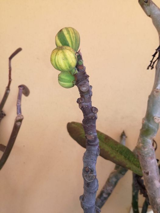 Figuier Panaché ( très rare ) 5x BOUTURES Kaufen auf Ricardo