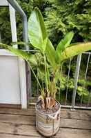 Strelitzia nicolai, Ficus lyrata, Monstera deliciosa