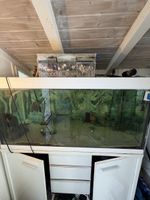 430L Aquarium Komplettset – 2x EHEIM – Fische – sehr viel Zu