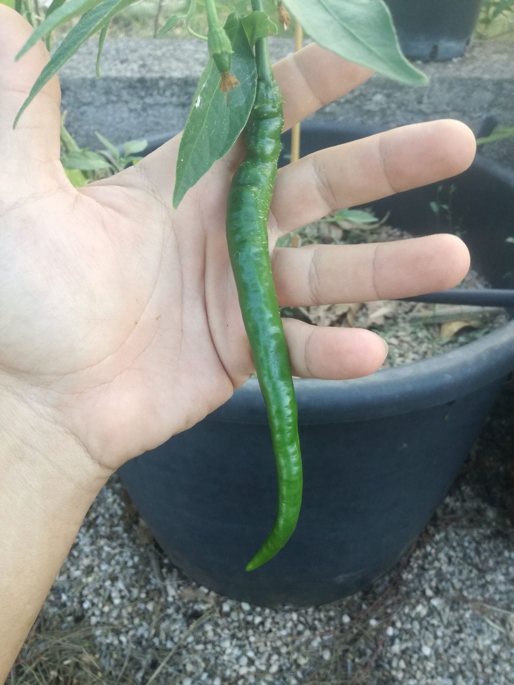 Piante & sementi: PIMENT Joe's long cayenne   5g – Nuovo (secondo la descrizione) da Bremblens venduto da FIBONACCI369