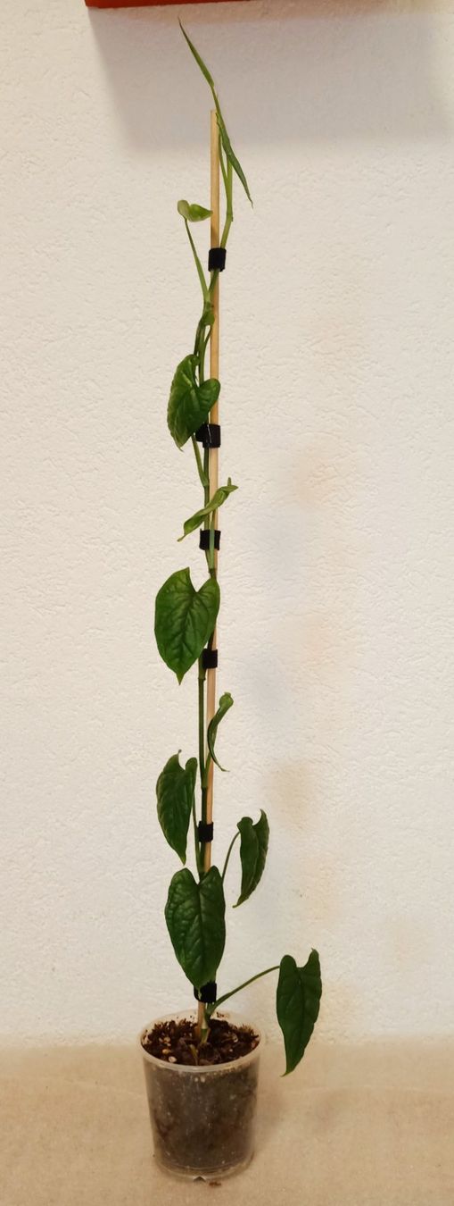 Piante & sementi: Monstera Membraceana Madison – Nuovo (secondo la descrizione) da schöftland venduto da UniquePlants