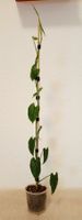 Monstera Membraceana Madison