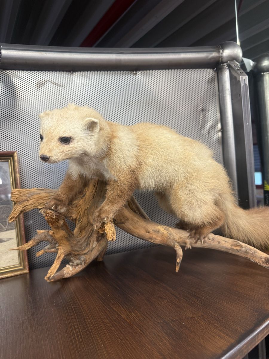 Il mondo degli animali: Ausgestopfte Tierarten – Usato da Zuzwil SG venduto da Pomy 6
