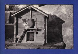 CHAT - Chaton dans son petit chalet