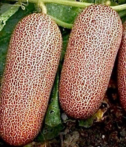 Pflanzen & Samen: 10 SAMEN Gurken braun «KAISER ALEXANDER” – Neu und originalverpackt aus Rovio von POSITIFFARTandPLANTS 1