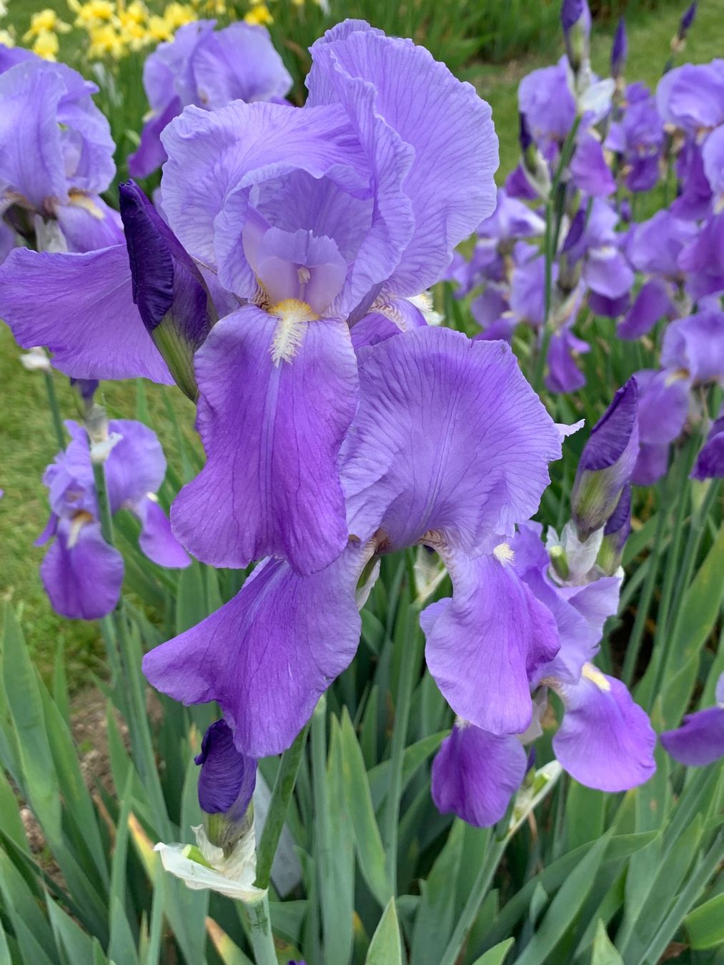 Pflanzen & Samen: 3 Bart-Iris Schwertlilien winterharte Gartenpflanze Versand – Neu (gemäss Beschreibung) aus Auenstein von mar_8mxd 3