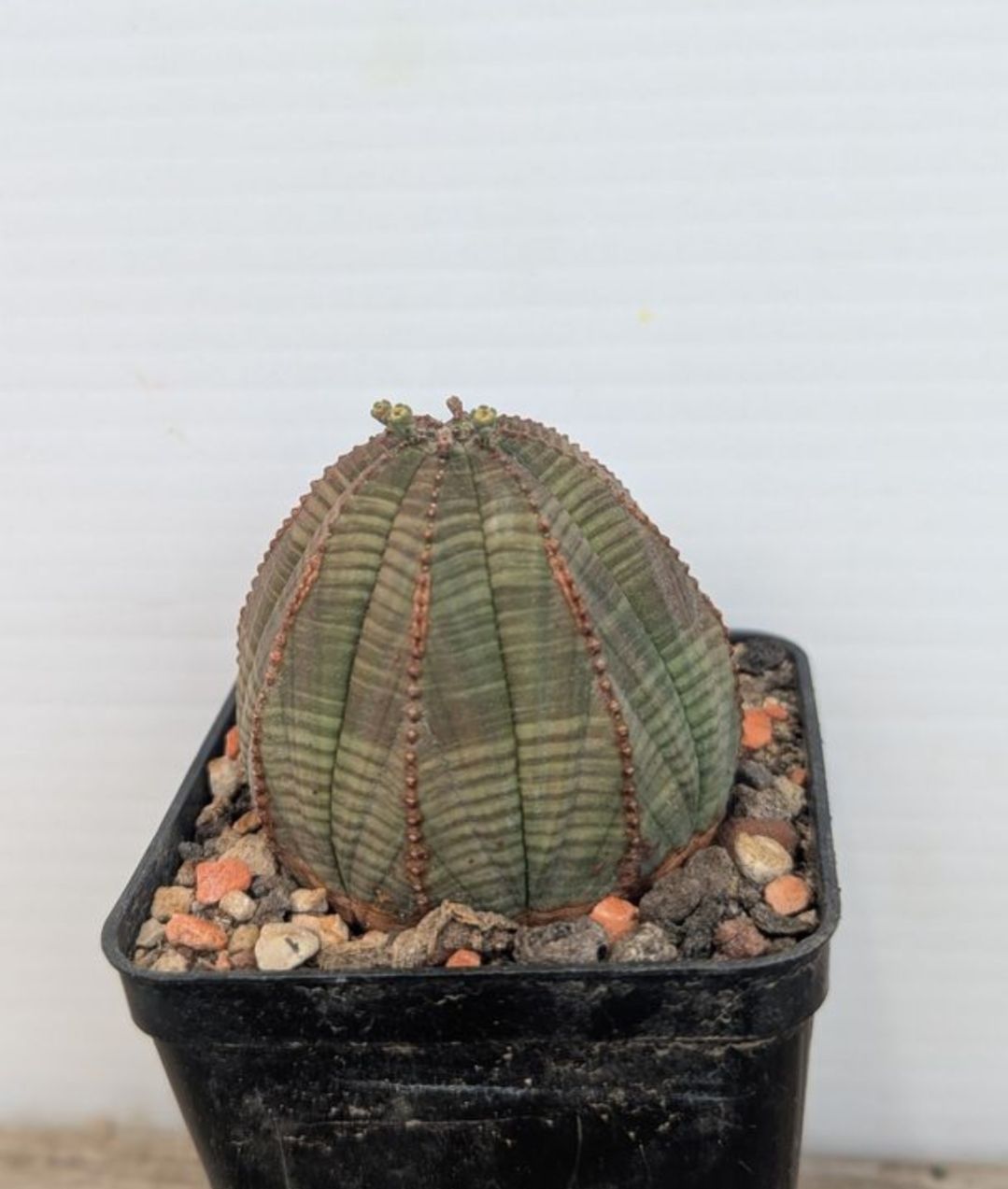 Piante & sementi: Euphorbia obesa  – Usato da Comano venduto da che_8lc2 1
