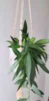 Sehr schöne Makramee Blumenampel