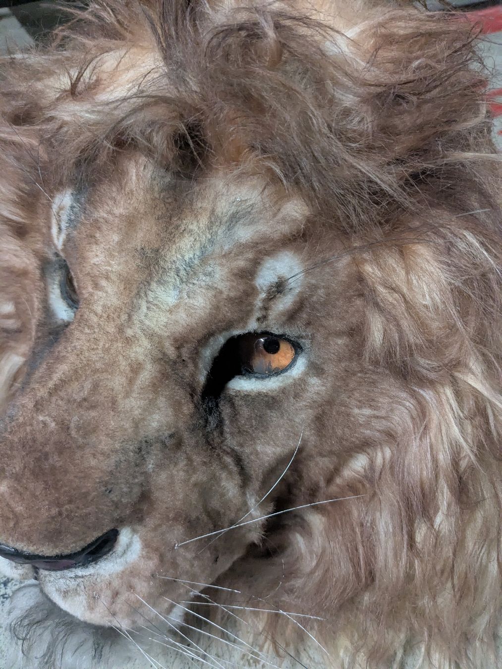 Maschere: Masque de Lion cozplay carnaval spectacle – Nuovo (secondo la descrizione) da Genève venduto da maiakovski