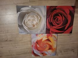 Wandbilder Rosen 3er Set Blumen Deko 