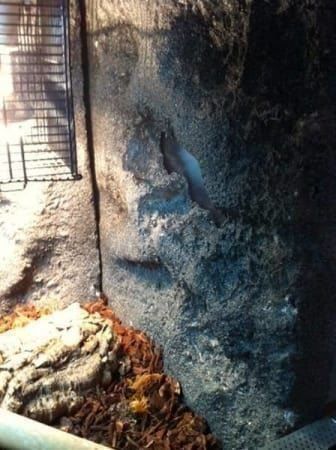 Terrario: Terrarium, Topzustand – Usato da Einsiedeln venduto da Brocki59 2