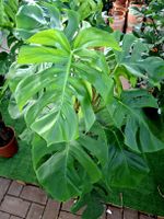 XXL 150 cm Monstera Pertusum Monstera deliciosa Philodendron